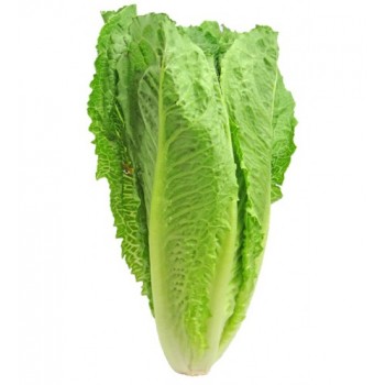 laitue romaine